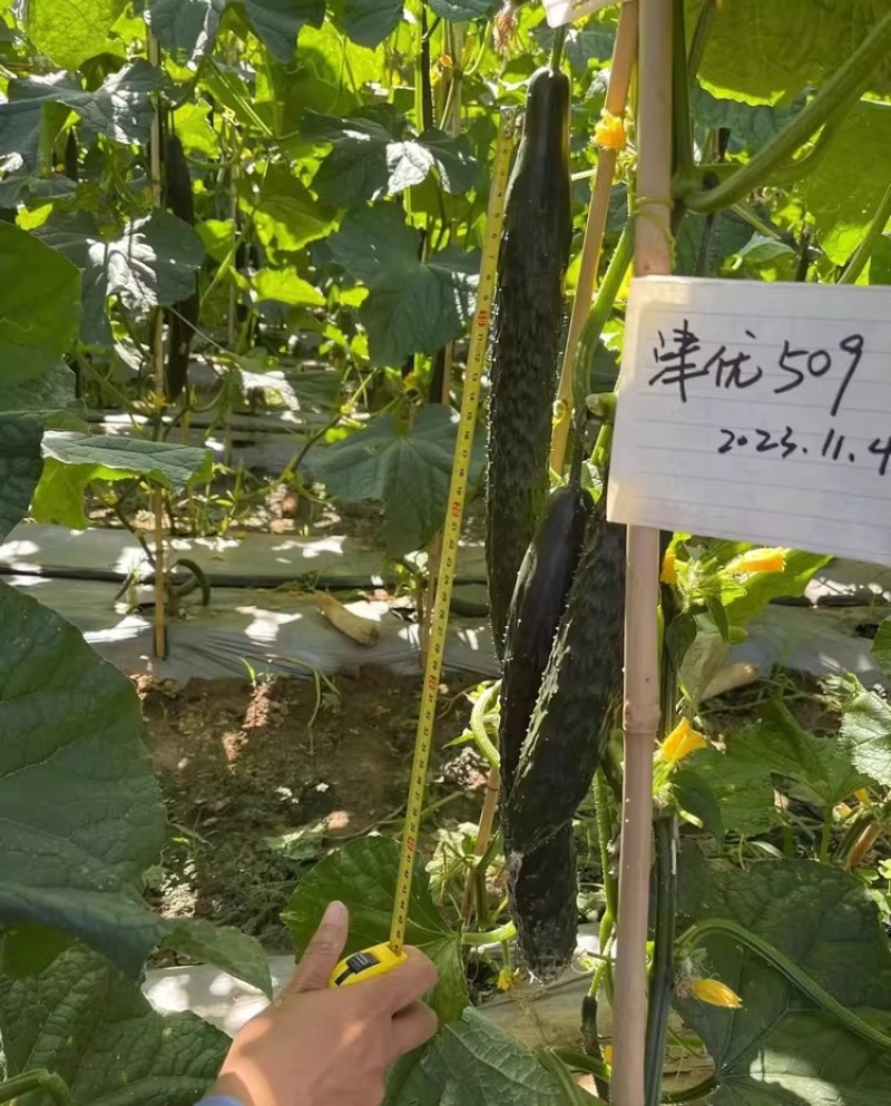 津优509黄瓜种子油亮型顺直高产密黄瓜种籽春夏秋青瓜种孑