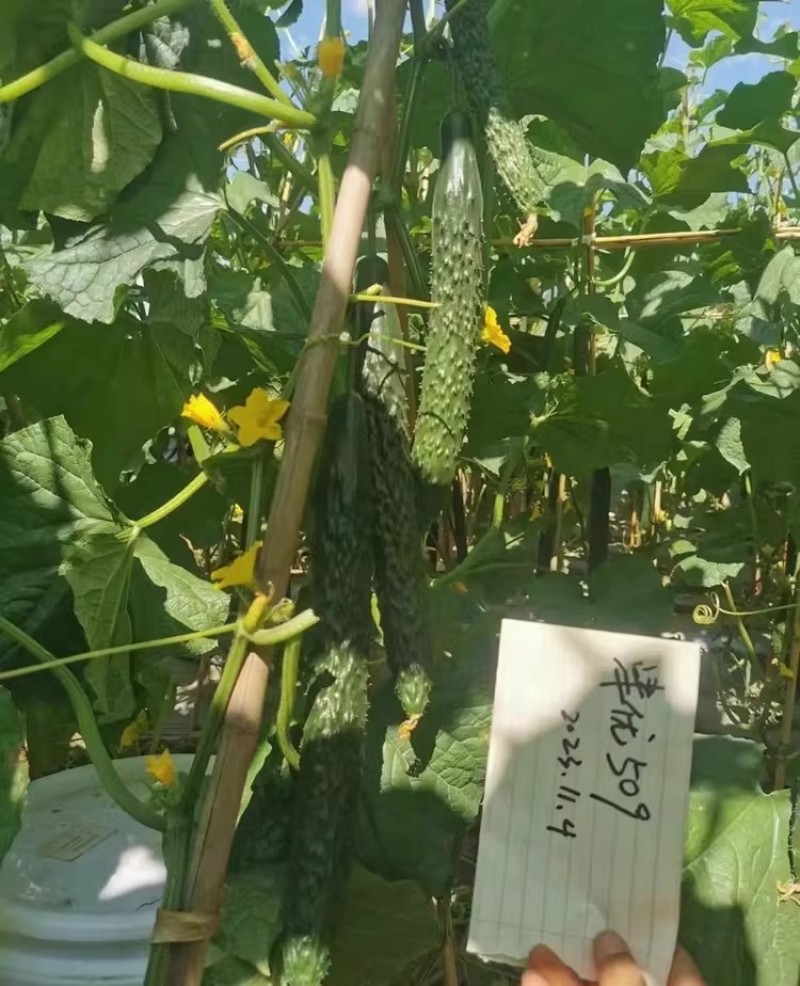 津优509黄瓜种子油亮型顺直高产密黄瓜种籽春夏秋青瓜种孑