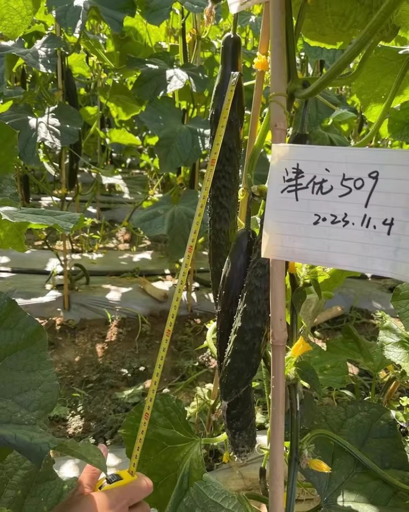 津优509黄瓜种子油亮型顺直高产密黄瓜种籽春夏秋青瓜种孑