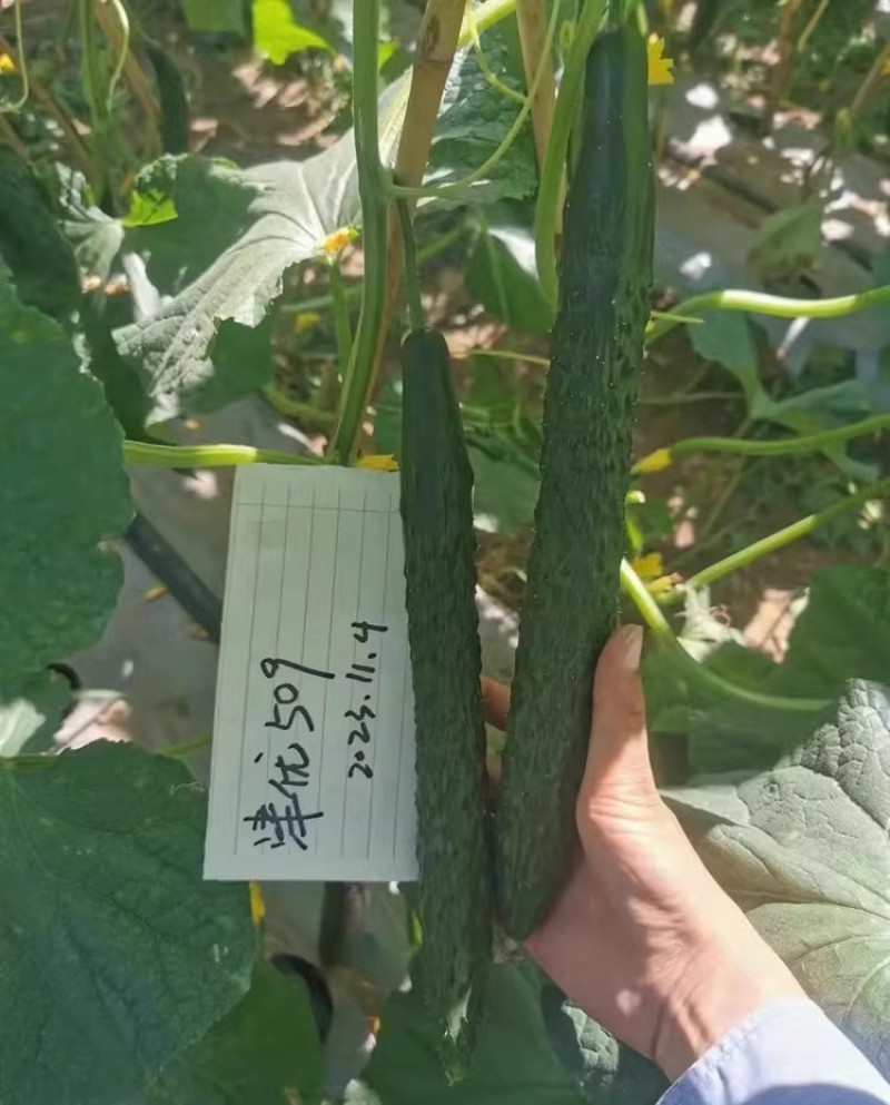 津优509黄瓜种子油亮型顺直高产密黄瓜种籽春夏秋青瓜种孑