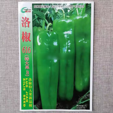 洛椒616特大果辣椒种子早中熟翠绿色优质牛角椒种籽微辣
