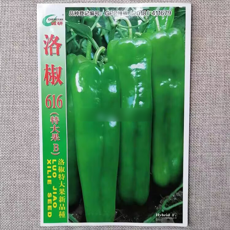 洛椒616特大果辣椒种子早中熟翠绿色优质牛角椒种籽微辣