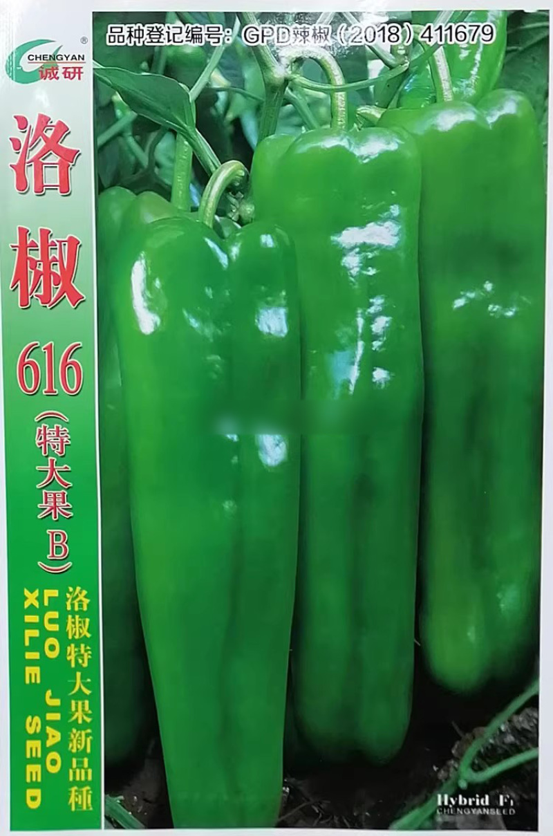 洛椒616特大果辣椒种子早中熟翠绿色优质牛角椒种籽微辣