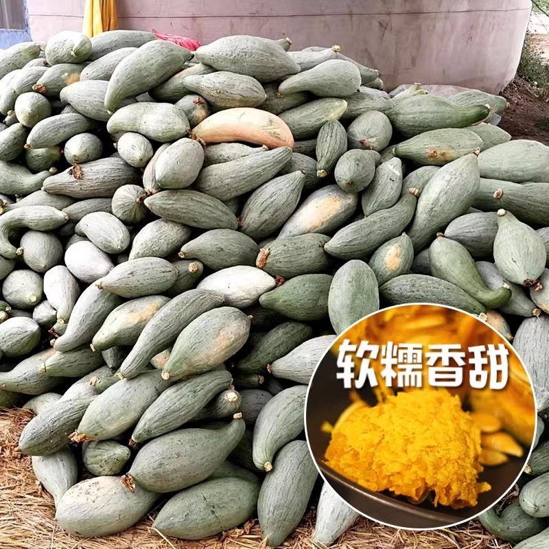 贵族南瓜种子杂交粉糯香甜板栗南瓜种籽四季庭院南瓜蔬菜种籽