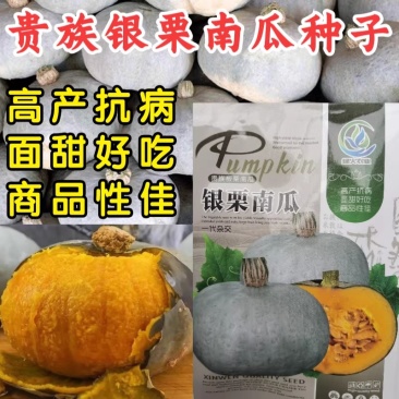 银栗南瓜种子香甜粉糯新疆贵族板栗南瓜白皮板栗味南瓜蔬菜种