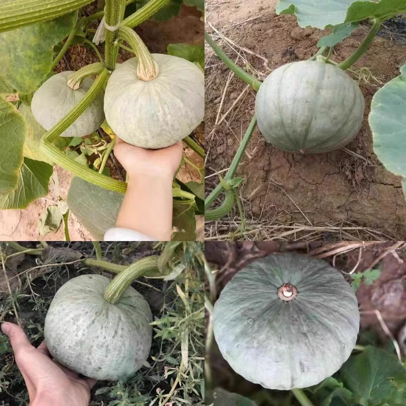 银栗南瓜种子香甜粉糯新疆贵族板栗南瓜白皮板栗味南瓜蔬菜种