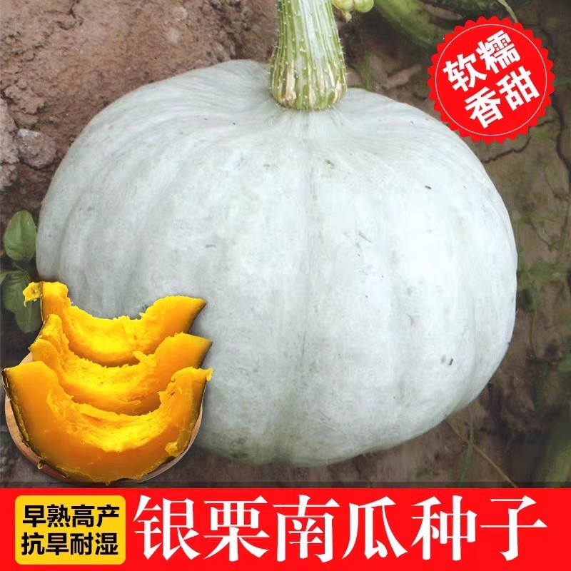 银栗南瓜种子香甜粉糯新疆贵族板栗南瓜白皮板栗味南瓜蔬菜种