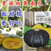 板栗南瓜种子日本贵族大贝贝瓜面甜粉糯好吃板栗南瓜蔬菜种子