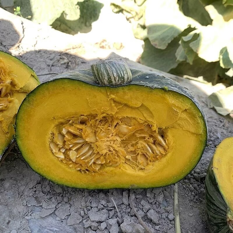 板栗南瓜种子日本贵族大贝贝瓜面甜粉糯好吃板栗南瓜蔬菜种子