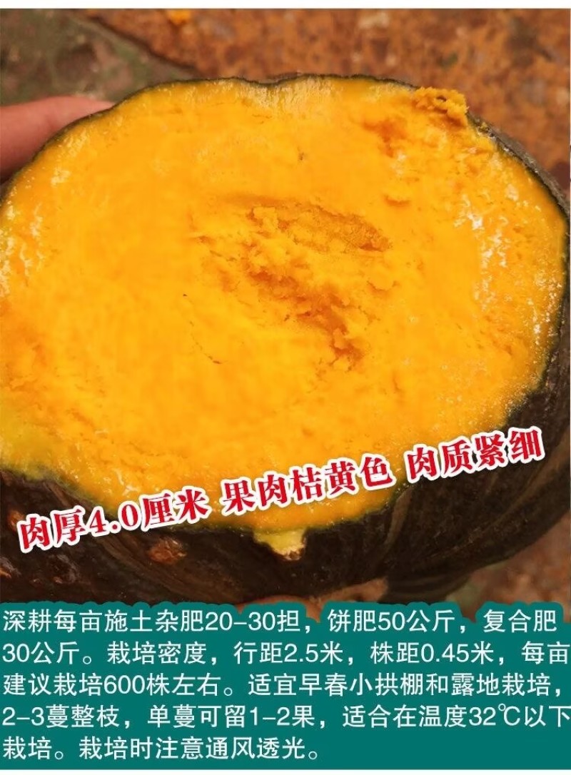板栗南瓜种子日本贵族大贝贝瓜面甜粉糯好吃板栗南瓜蔬菜种子