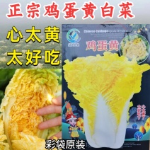 鸡蛋黄白菜种子秋季黄心大白菜种籽耐寒快菜籽好吃抗病高产