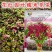 花红苋菜种子圆叶一点红苋菜籽春秋冬耐热耐寒四季播种蔬菜种