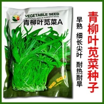 柳叶青苋菜种子耐热耐湿耐旱细叶尖叶青绿苋菜春夏秋蔬菜种子