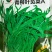 柳叶青苋菜种子耐热耐湿耐旱细叶尖叶青绿苋菜春夏秋蔬菜种子