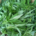 柳叶青苋菜种子耐热耐湿耐旱细叶尖叶青绿苋菜春夏秋蔬菜种子