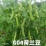 荷兰豆种子白花604软荚大荚荷兰豆吃荚青豌豆蔬菜种籽孑
