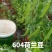 荷兰豆种子白花604软荚大荚荷兰豆吃荚青豌豆蔬菜种籽孑
