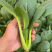 青菘二号小菘菜种子耐热耐寒青菜四季小油菜籽阳台盆栽蔬菜种