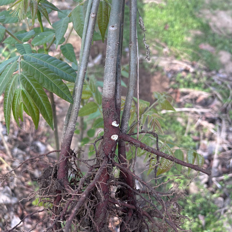 红油香椿种苗矮化红叶当採芽高产香椿种籽四季易种植