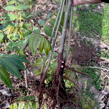 红油香椿种苗矮化红叶当採芽高产香椿种籽四季易种植