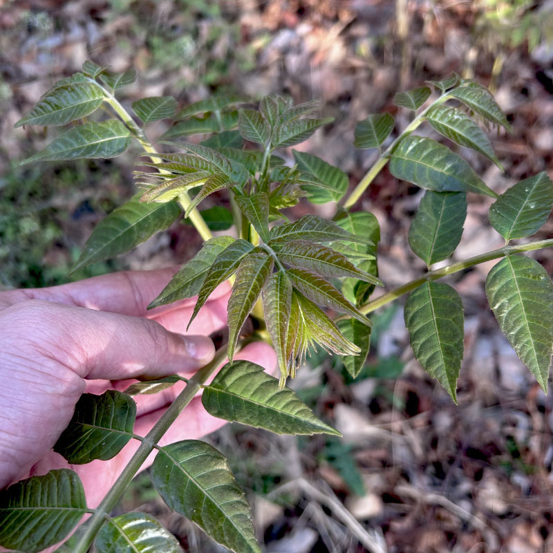 红油香椿种苗矮化红叶当採芽高产香椿种籽四季易种植