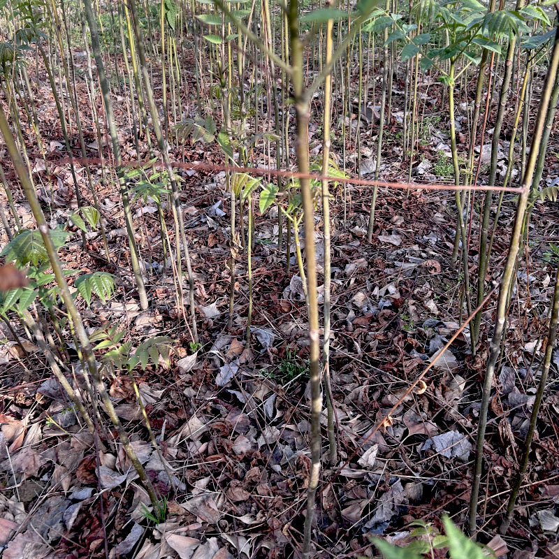 红油香椿种苗矮化红叶当採芽高产香椿种籽四季易种植
