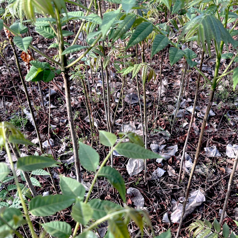 红油香椿种苗矮化红叶当採芽高产香椿种籽四季易种植