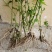 菊花脑种苗南京菊花叶籽耐热耐涝多年生宿根蔬菜多次采摘野