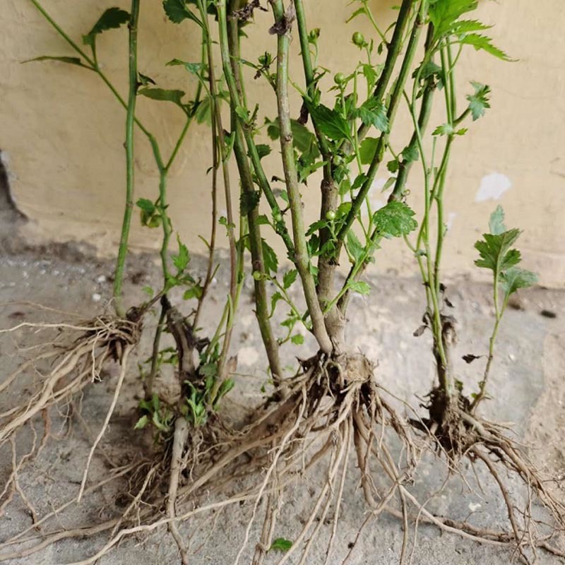 菊花脑种苗南京菊花叶籽耐热耐涝多年生宿根蔬菜多次采摘野