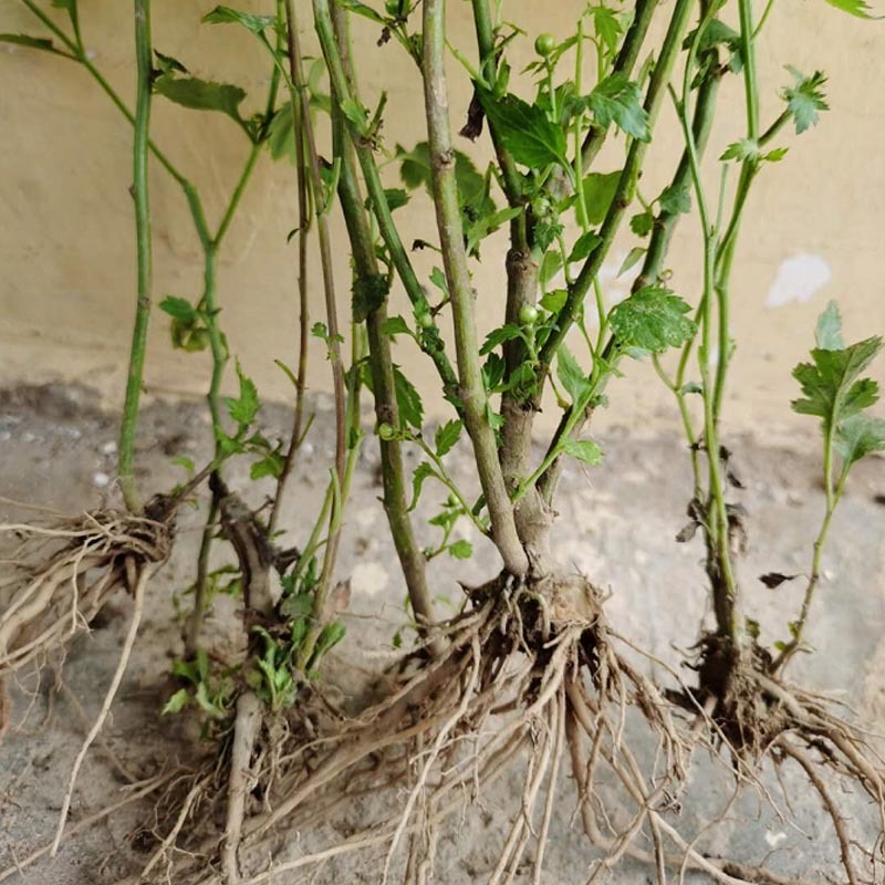 菊花脑种苗南京菊花叶籽耐热耐涝多年生宿根蔬菜多次采摘野