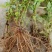 菊花脑种苗南京菊花叶籽耐热耐涝多年生宿根蔬菜多次采摘野
