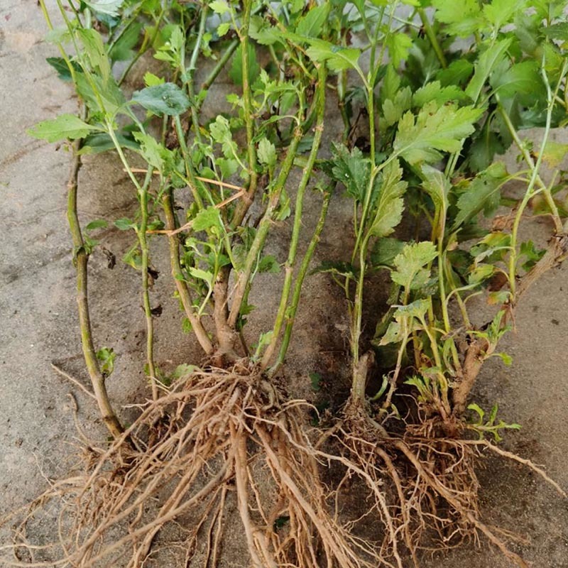 菊花脑种苗南京菊花叶籽耐热耐涝多年生宿根蔬菜多次采摘野