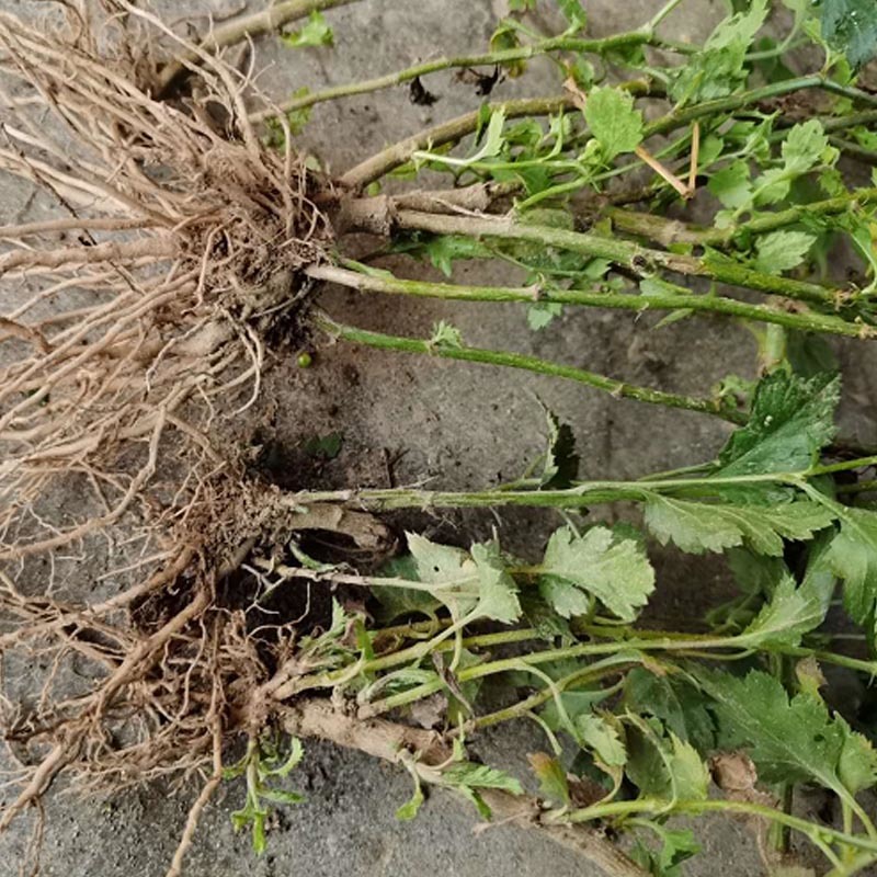 菊花脑种苗南京菊花叶籽耐热耐涝多年生宿根蔬菜多次采摘野