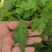 菊花脑种苗南京菊花叶籽耐热耐涝多年生宿根蔬菜多次采摘野