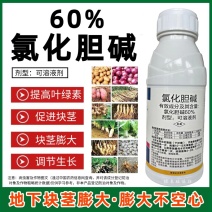 60%氯化胆碱地下块茎膨大剂花生马铃薯萝卜大蒜芋头生姜