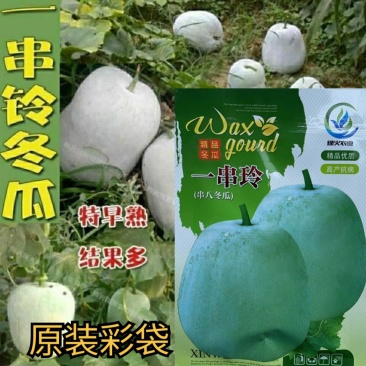 一串铃冬瓜种子粉白皮迷你小冬瓜种籽家庭庭院四季盆栽蔬菜种