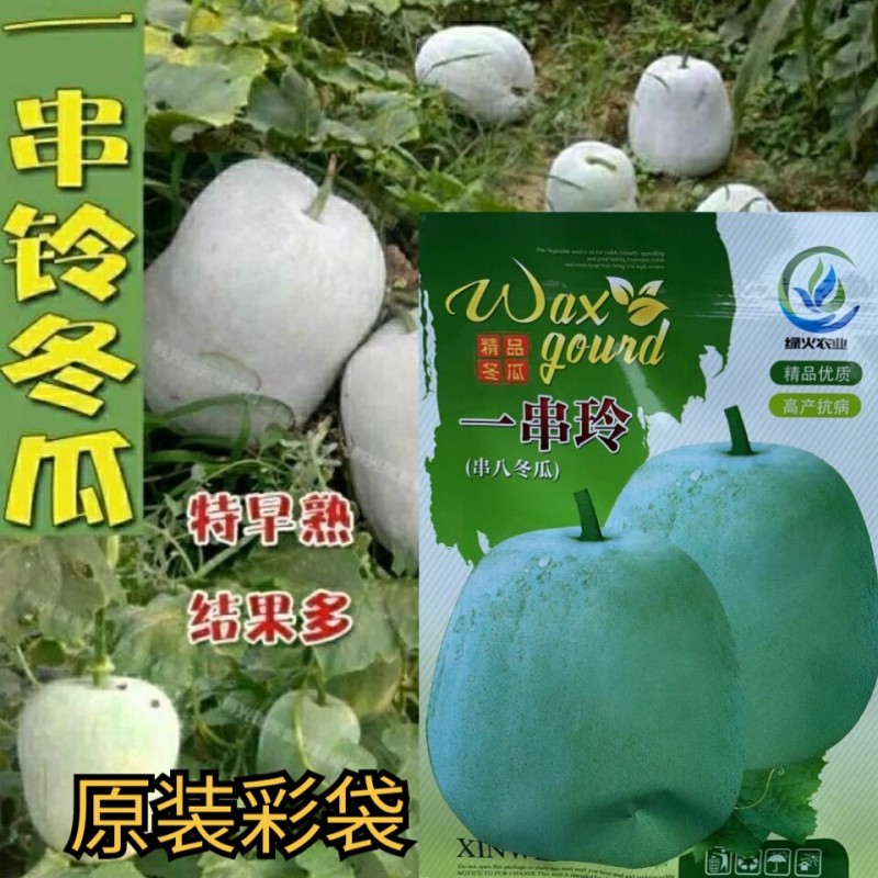 一串铃冬瓜种子粉白皮迷你小冬瓜种籽家庭庭院四季盆栽蔬菜种