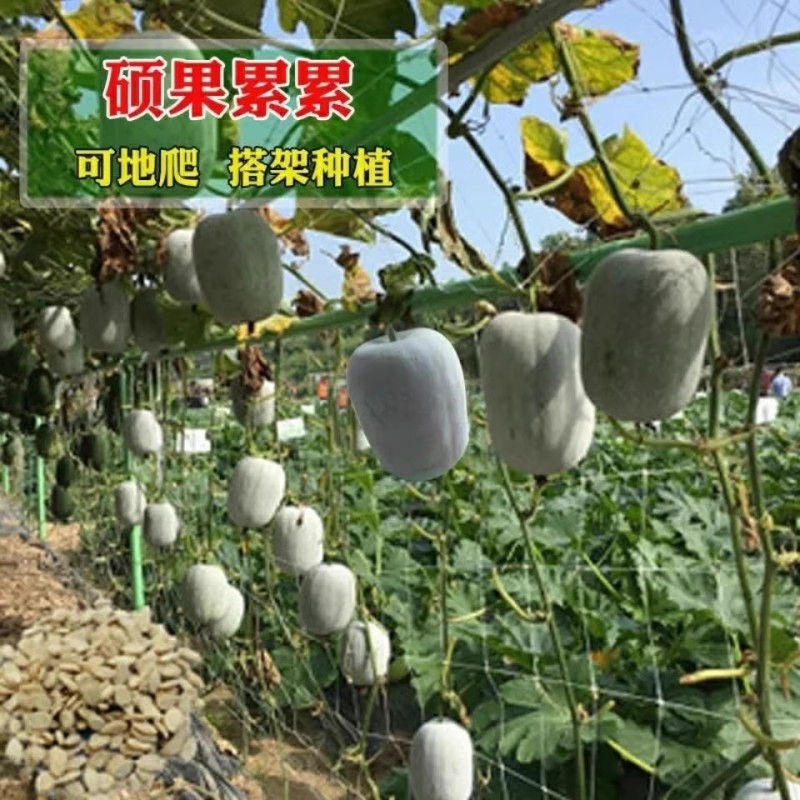 一串铃冬瓜种子粉白皮迷你小冬瓜种籽家庭庭院四季盆栽蔬菜种