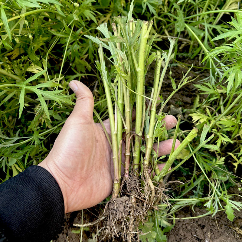 柳蒿种苗多年生柳蒿菜种籽柳白蒿易种植多次采收基地