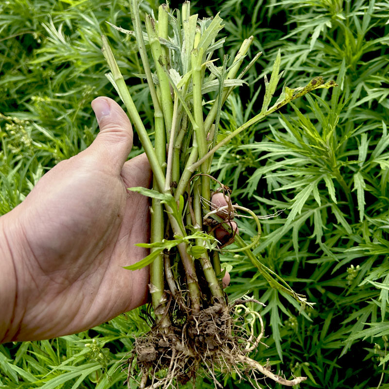 柳蒿种苗多年生柳蒿菜种籽柳白蒿易种植多次采收基地