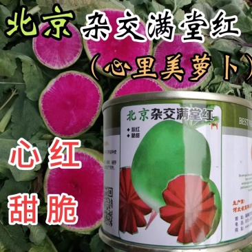 北京杂交满堂红萝卜种子心里美萝卜种子绿皮红心秋季水果萝卜