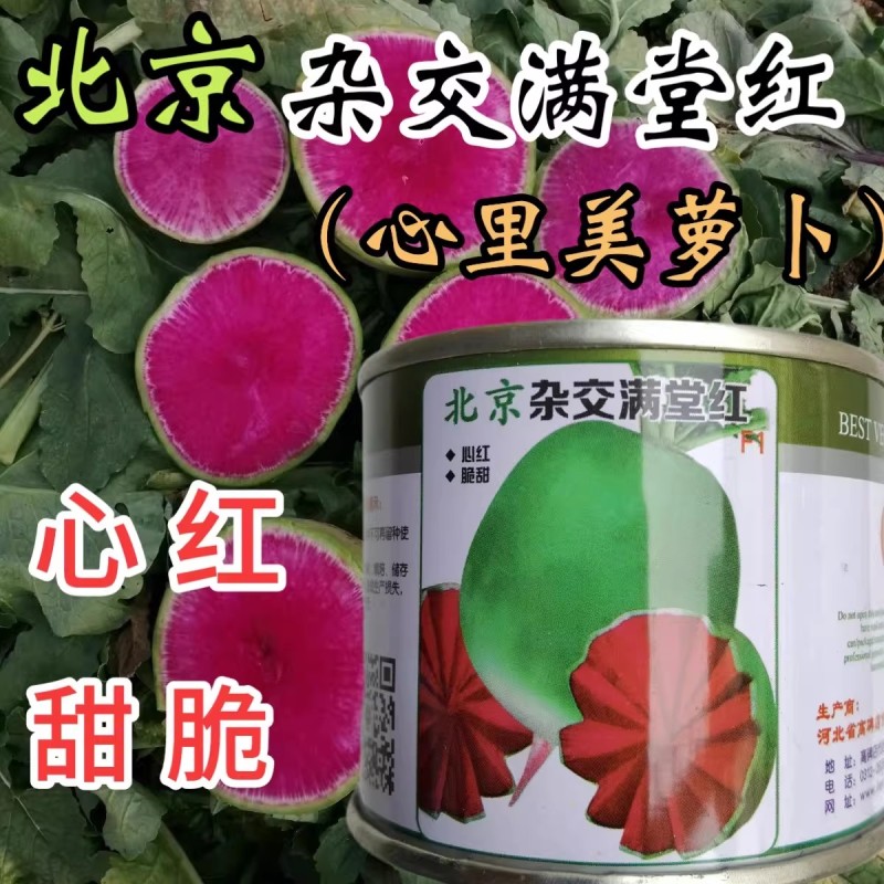 北京杂交满堂红萝卜种子心里美萝卜种子绿皮红心秋季水果萝卜