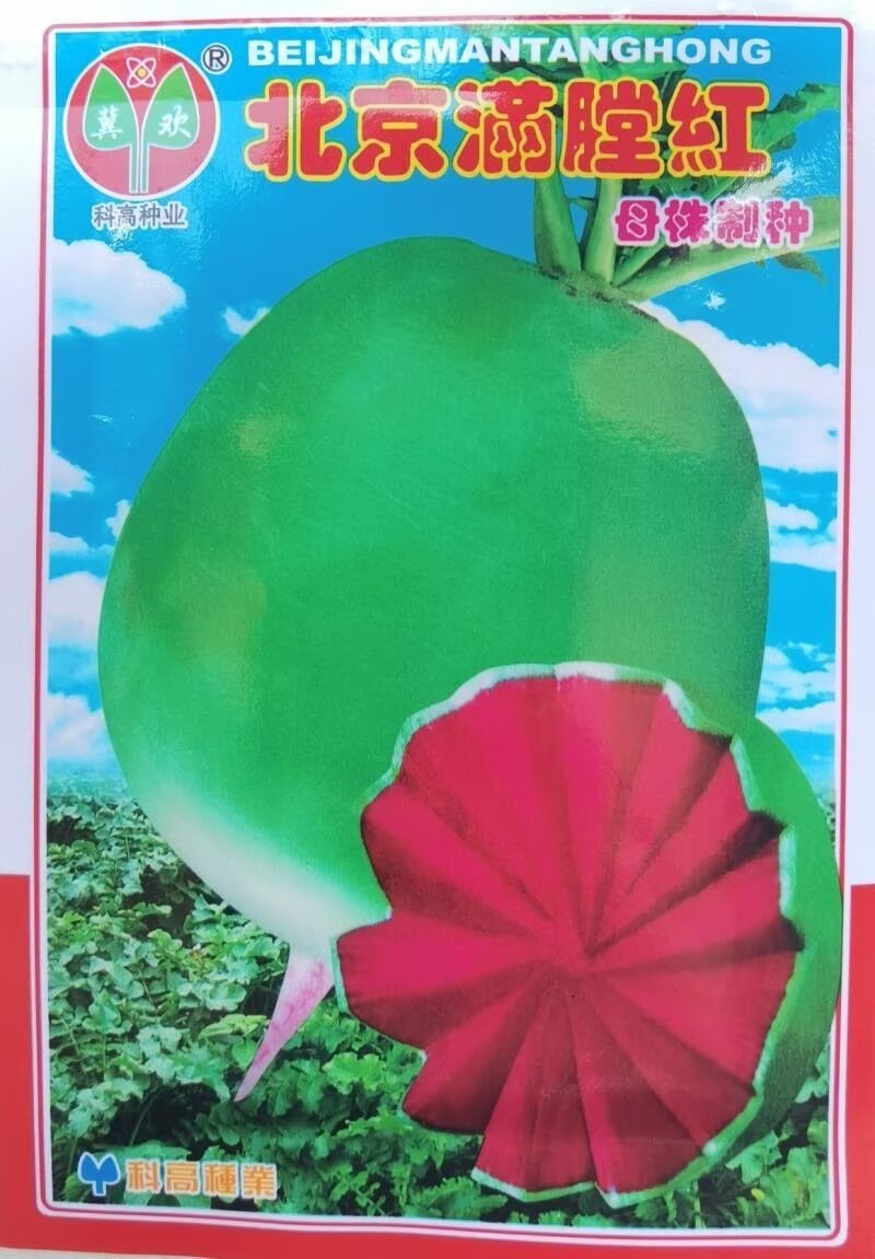 北京杂交满堂红萝卜种子心里美萝卜种子绿皮红心秋季水果萝卜