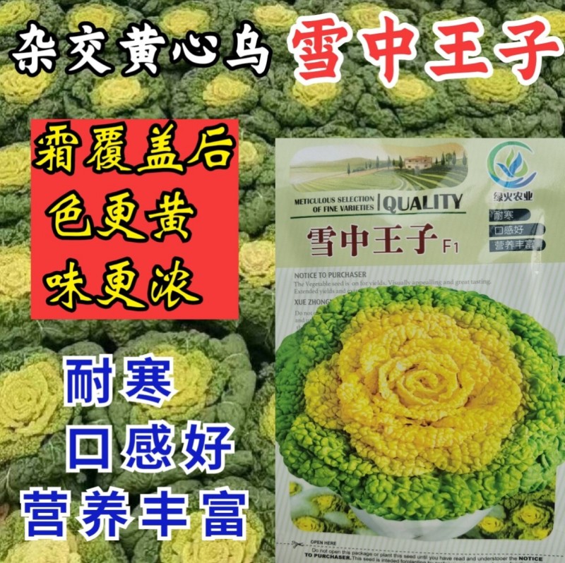 杂交黄心乌种子雪中王子黄心菜耐寒越冬乌塌菜黄心白菜蔬菜种