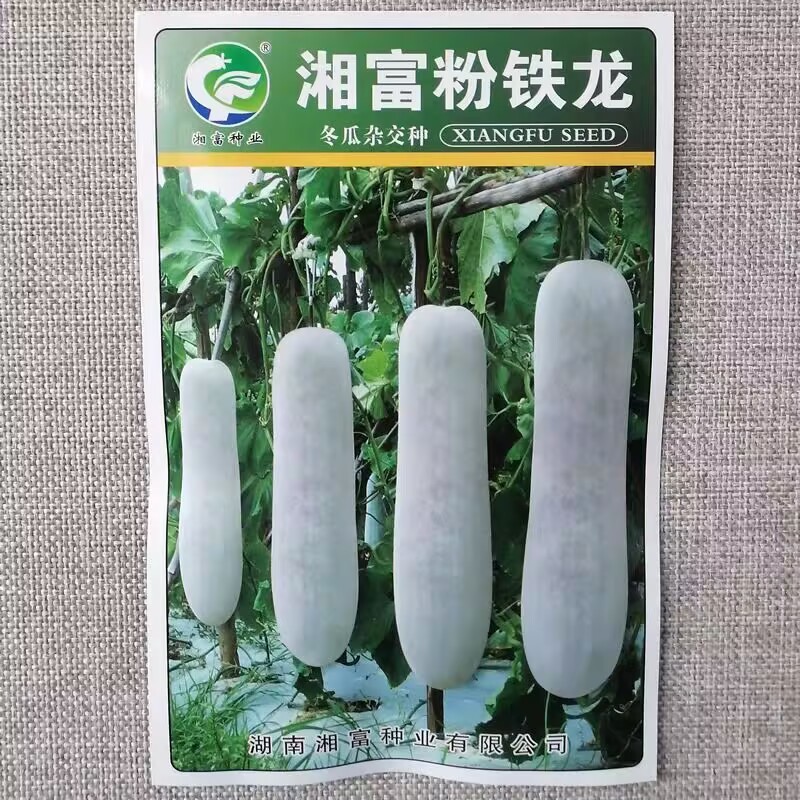 粉铁龙冬瓜种子杂交粉皮炮弹形冬瓜种籽瓜腔小肉质密抗病高产