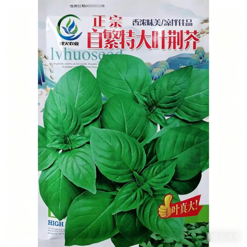 大叶荆芥种子河南荆芥种籽四季蔬菜荆芥鲜嫩可口味清香长势快