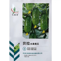 贝拉水果黄瓜种子春秋大棚露地强雌短棒绿肉黄瓜种籽皮色翠绿