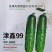 津鑫99强雌油亮型大刺瘤水果黄瓜种子春秋抗病旱黄瓜种子