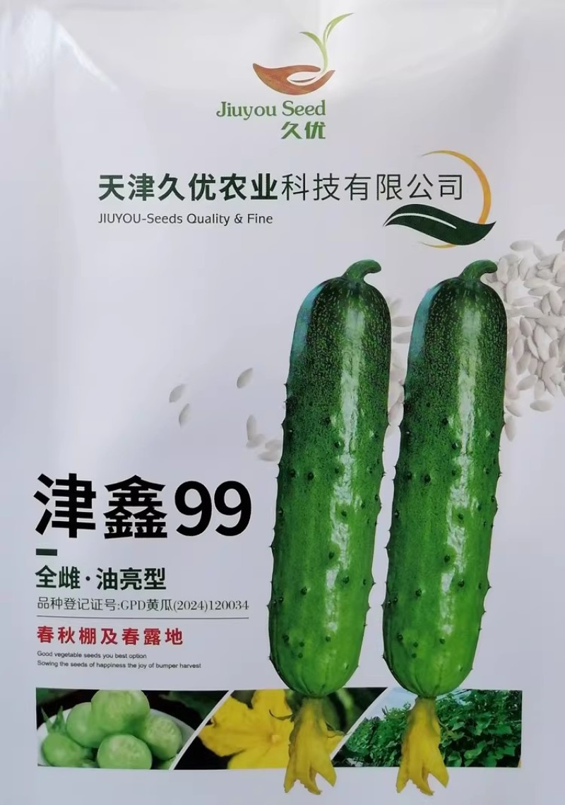 津鑫99强雌油亮型大刺瘤水果黄瓜种子春秋抗病旱黄瓜种子