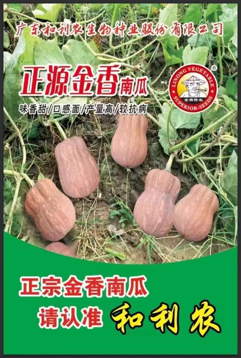 正源金香南瓜种子香甜面高产抗病厚肉板栗香栗南瓜种籽优质
